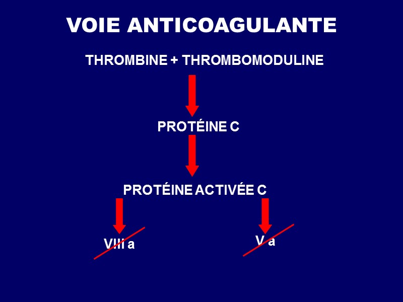 VOIE ANTICOAGULANTE THROMBINE + THROMBOMОDULINE PROTÉINE С PROTÉINE ACTIVÉE С VIII a V a